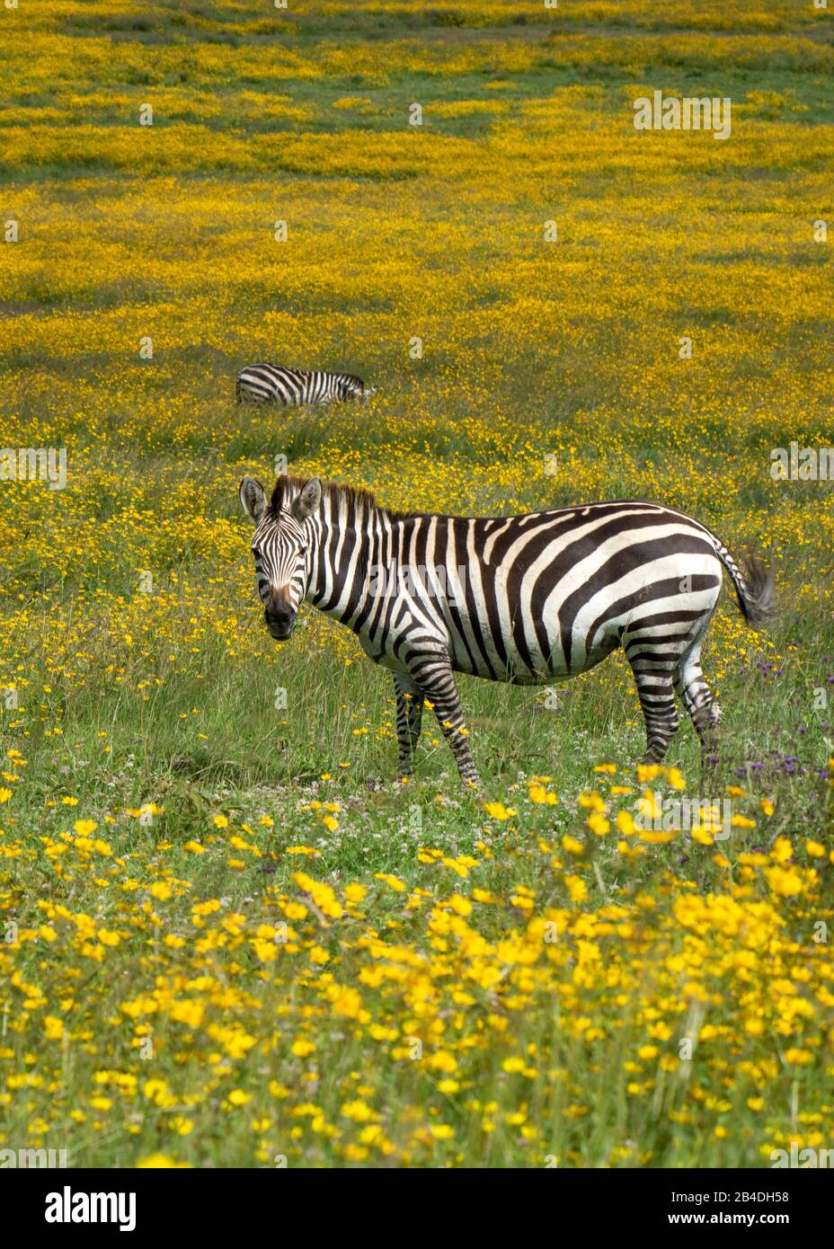 Tanzania, Northern Tanzania, Serengeti National Park, Ngorongoro Crater, Tarangire, Arusha and Lake Manyara, zebra among yellow flowers, Equus quagga Stock Photo
