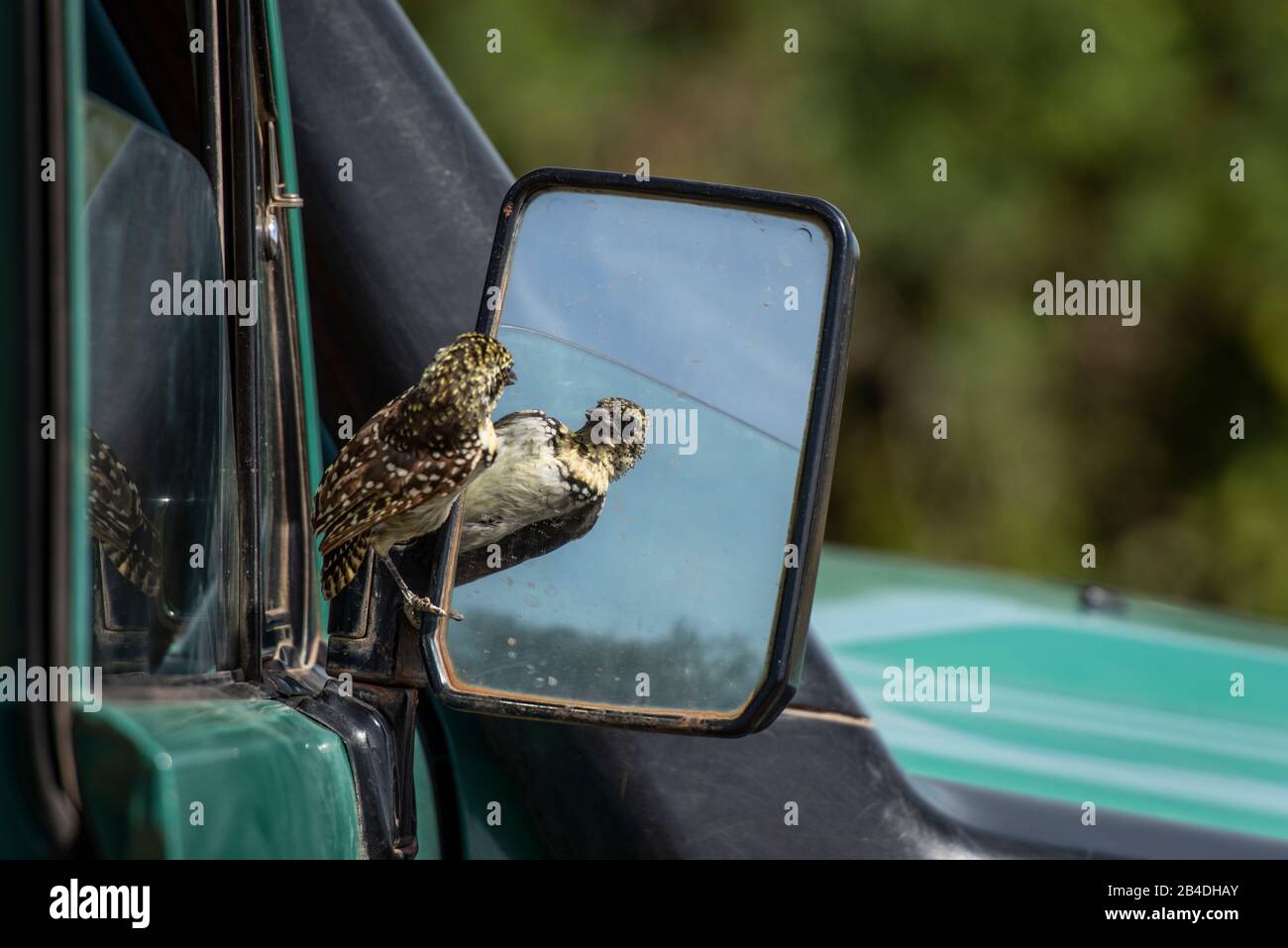 Tanzania, Northern Tanzania, Serengeti National Park, Ngorongoro Crater, Tarangire, Arusha and Lake Manyara, bird watching itself in the exterior mirror of a jeep Stock Photo