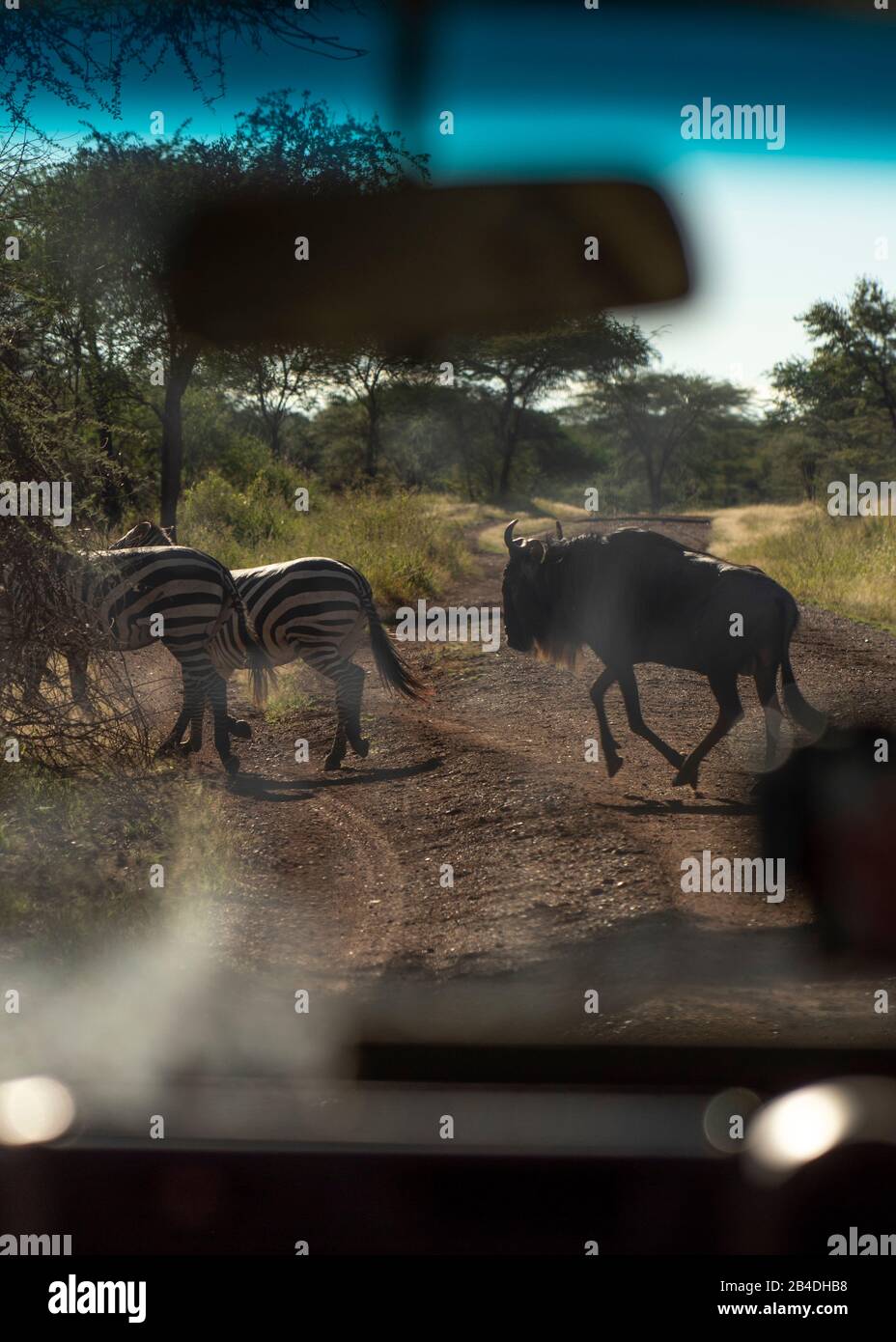 Tanzania, Northern Tanzania, Serengeti National Park, Ngorongoro Crater, Tarangire, Arusha and Lake Manyara, zebras and gnu cross the road Stock Photo