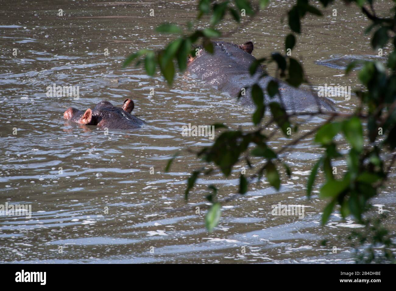 Tanzania, Northern Tanzania, Serengeti National Park, Ngorongoro Crater, Tarangire, Arusha and Lake Manyara, two hippos in the water, Hippopotamus amphibius Stock Photo