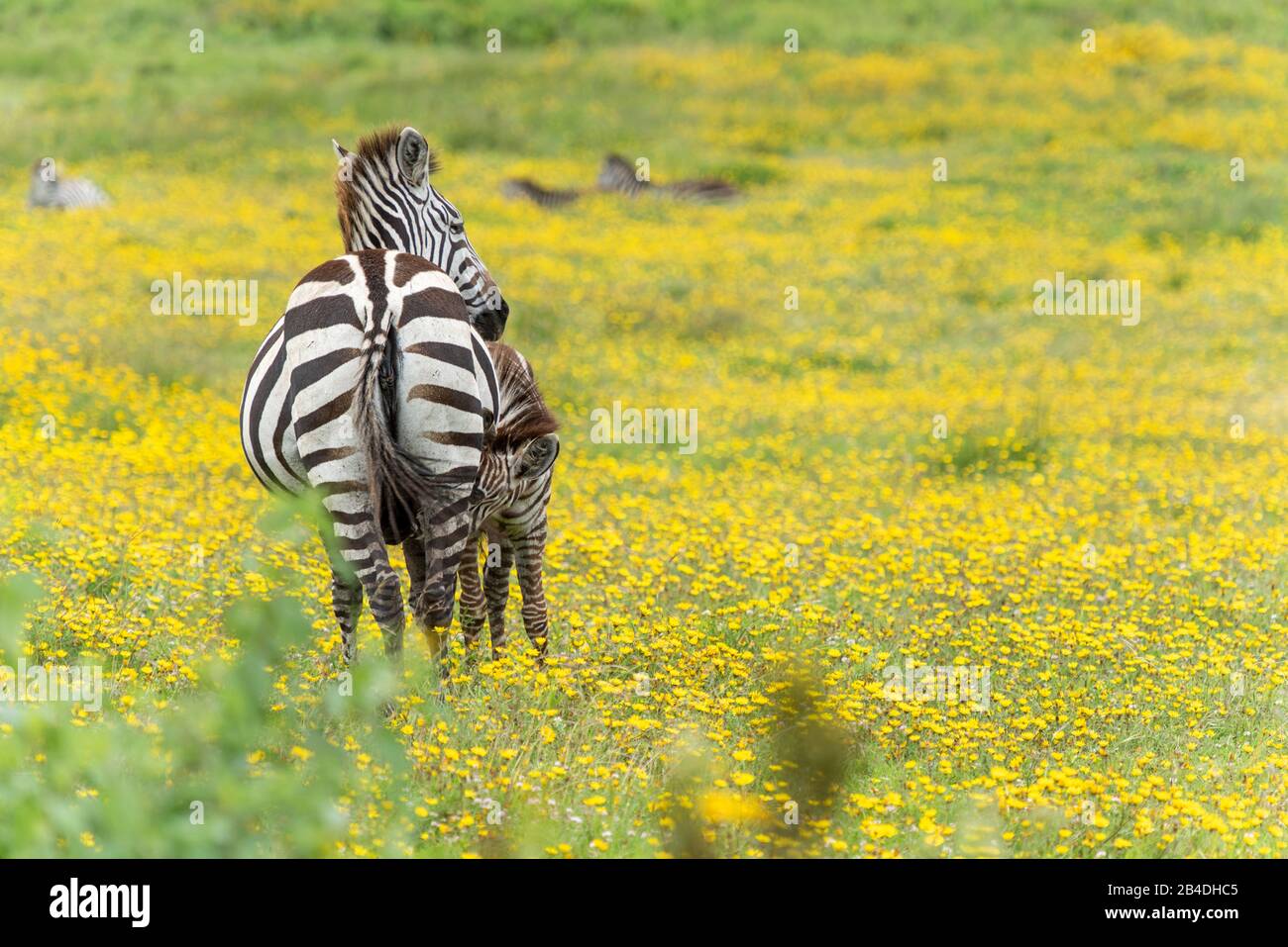 Tanzania, Northern Tanzania, Serengeti National Park, Ngorongoro Crater, Tarangire, Arusha and Lake Manyara, zebra among yellow flowers, Equus quagga Stock Photo