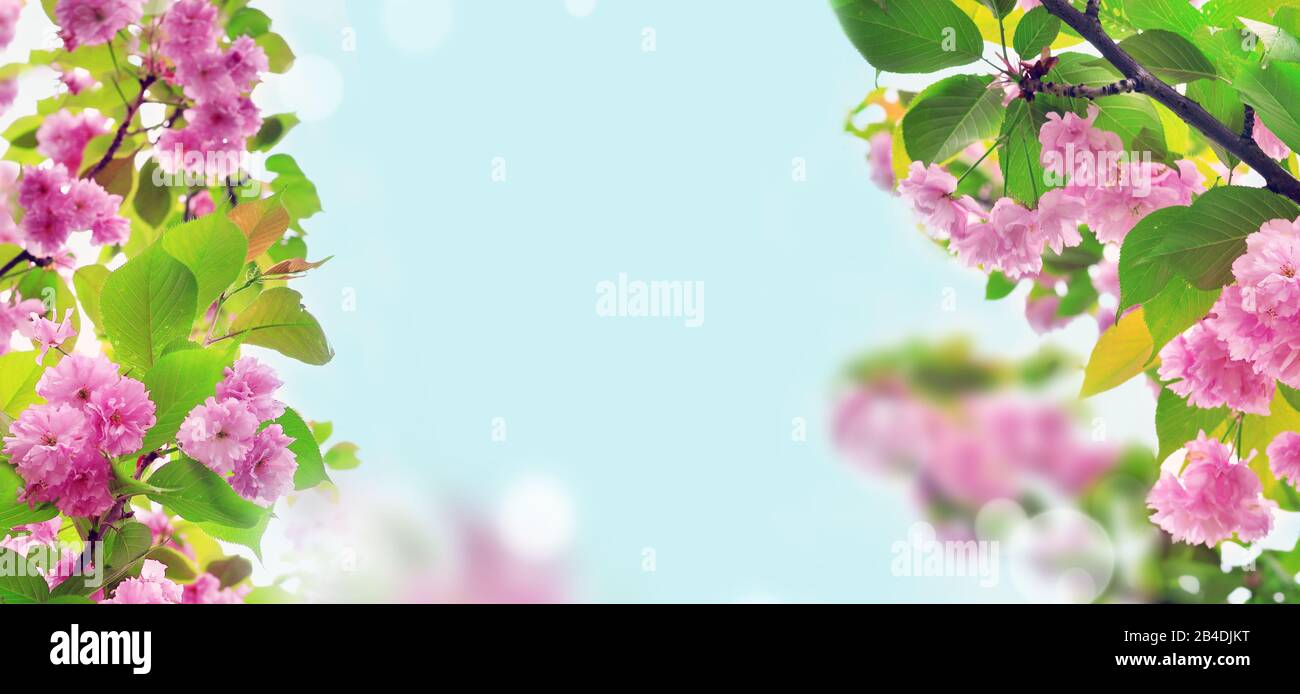 Cherry blossoms over blurred nature background. Spring flowers. Spring Background with bokeh. Stock Photo