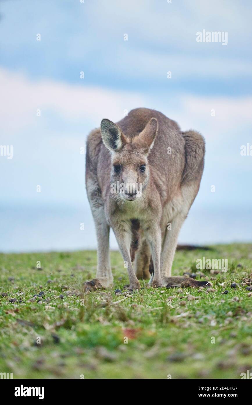 Eastern Grey Giant Kangaroo (Macropus giganteus), meadow, frontal, standing Stock Photo