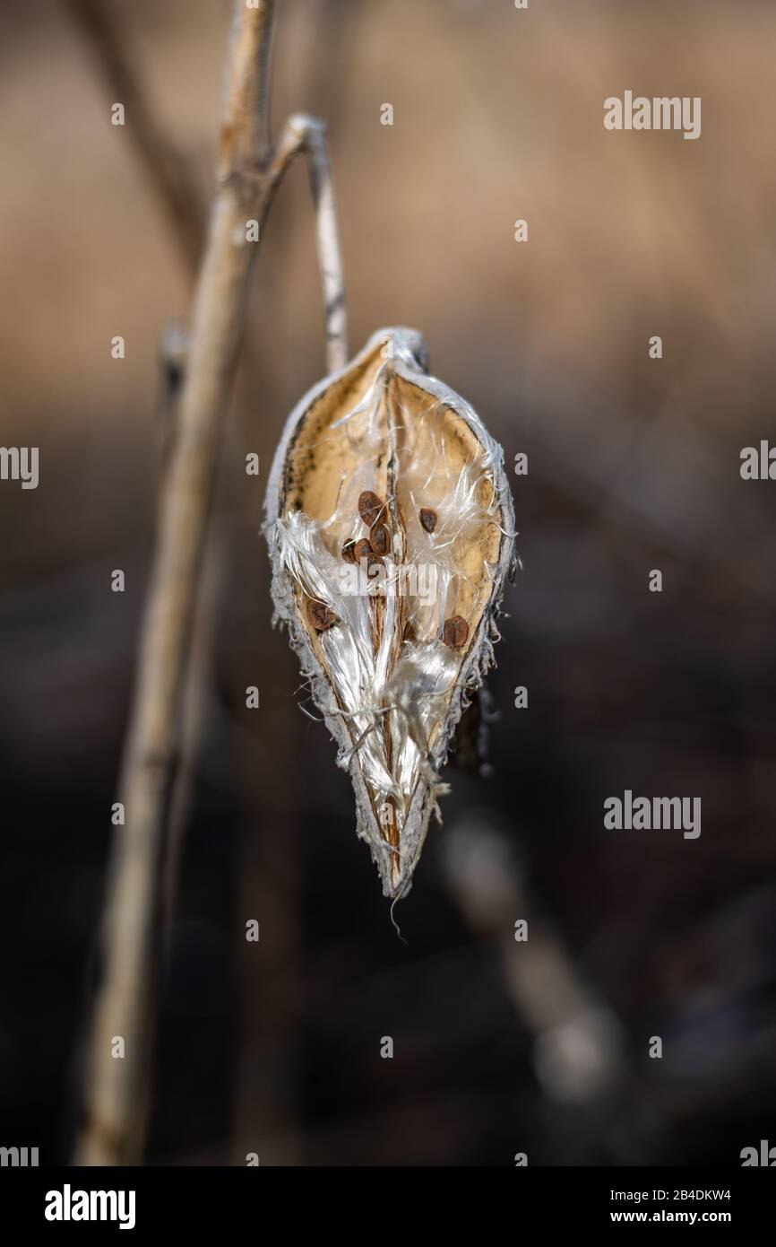 Plant details Stock Photo