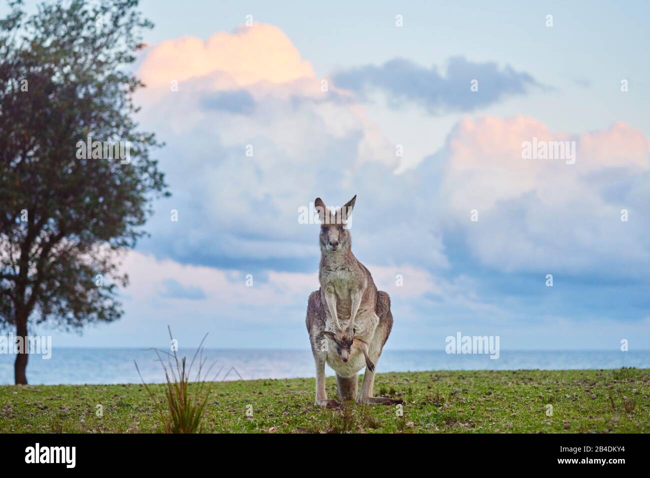 Eastern grey giant kangaroo (Macropus giganteus), mother with young in bag, meadow, frontal, standing, Australia, Oceania Stock Photo