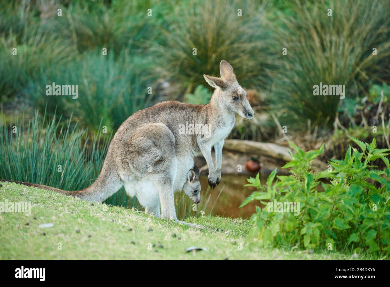 Eastern grey giant kangaroo (Macropus giganteus), mother with young in bag, meadow, lateral, standing, Australia, Oceania Stock Photo