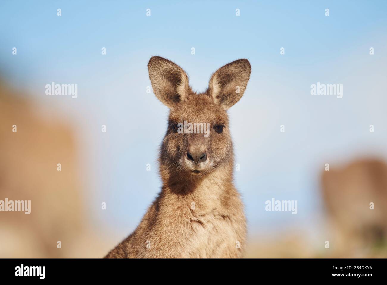 Eastern Grey Giant Kangaroo (Macropus giganteus), portrait, lateral Stock Photo