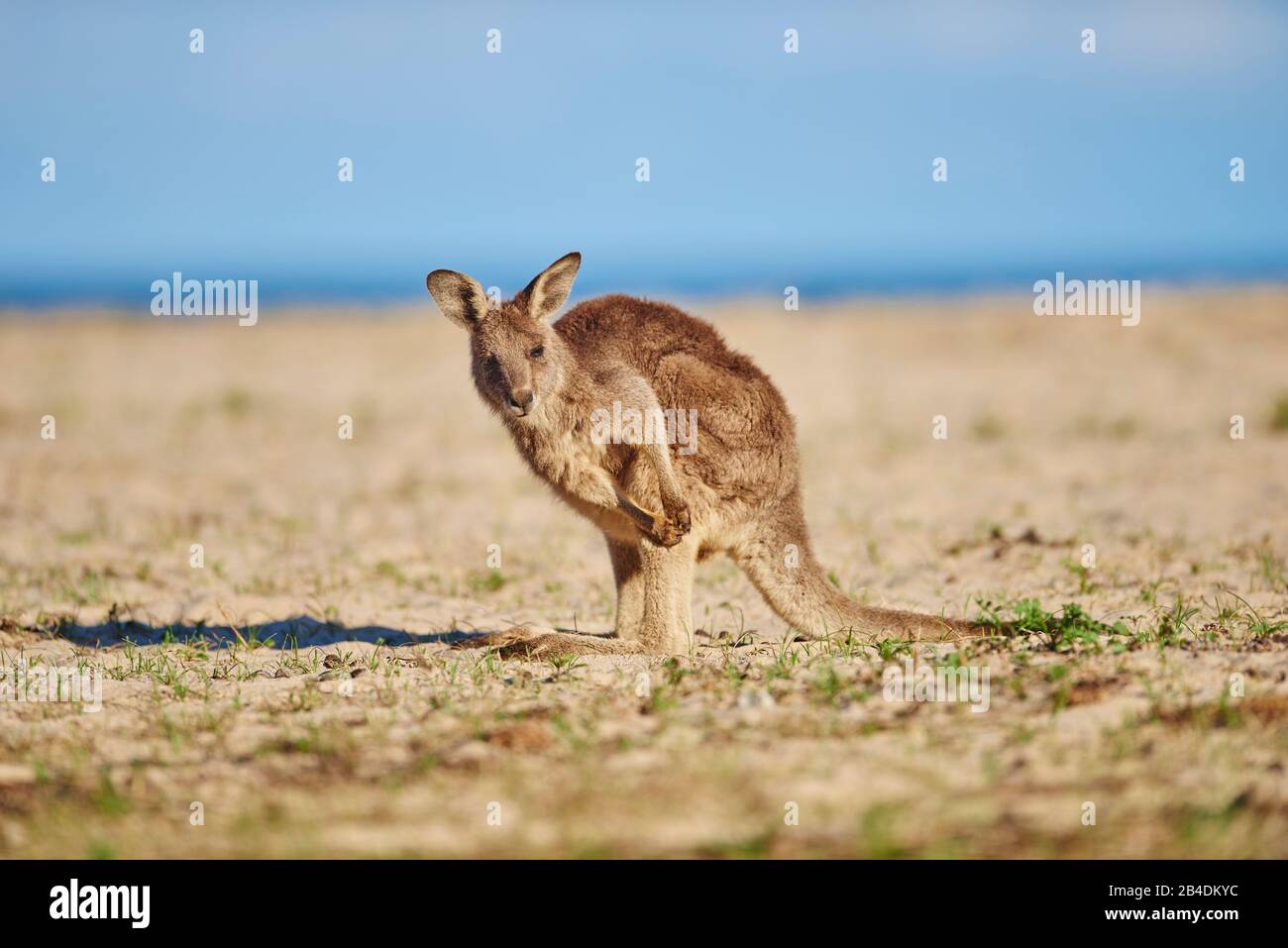 Eastern Gray Kangaroo (Macropus giganteus), beach, sideways, standing, looking into the camera Stock Photo
