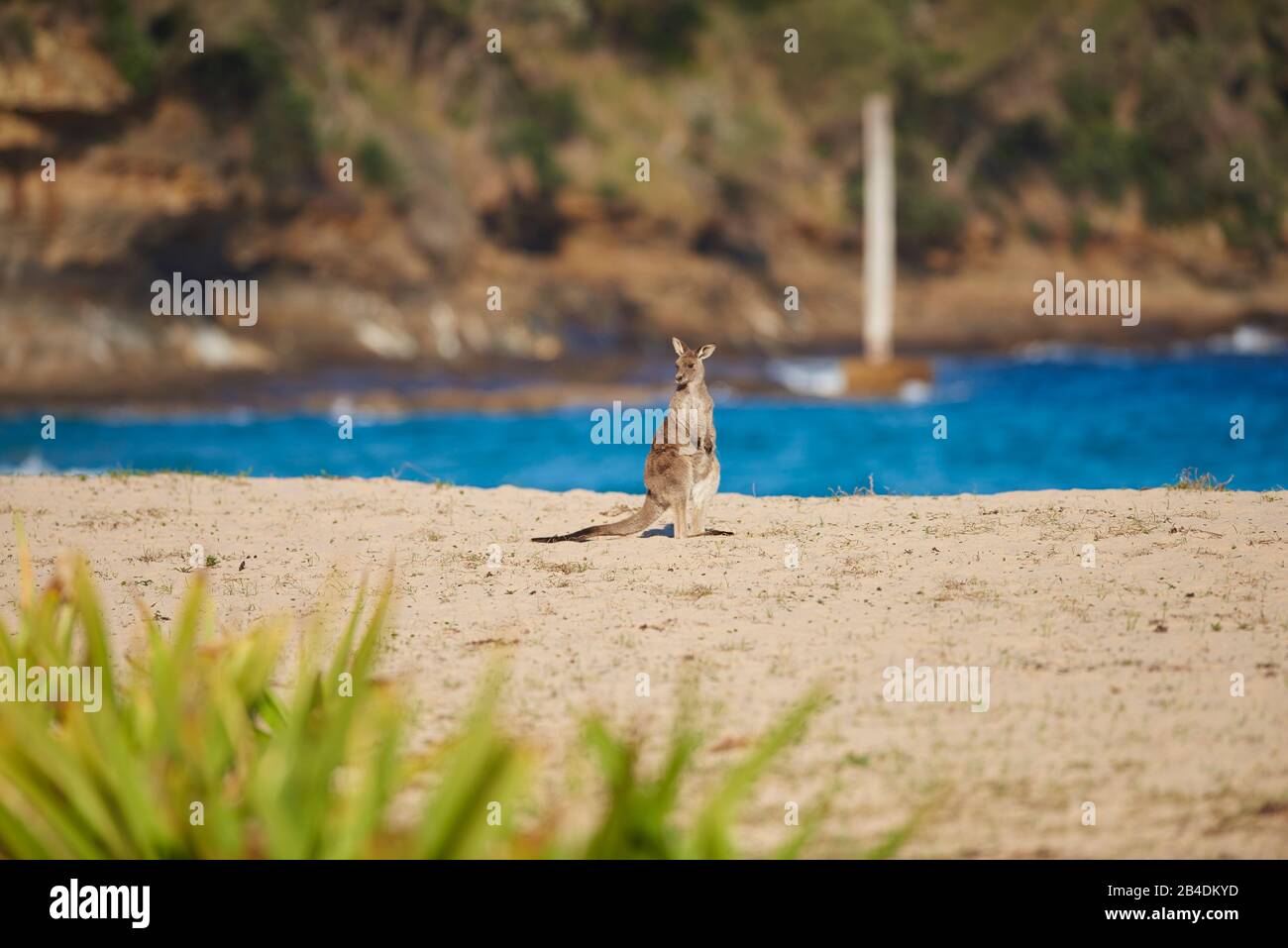 Eastern grey giant kangaroo (Macropus giganteus), beach, side, standing, camera view Stock Photo