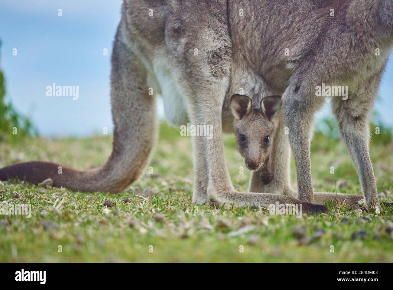 Eastern grey giant kangaroo (Macropus giganteus), mother with young in bag, meadow, lateral, standing, Australia, Oceania Stock Photo