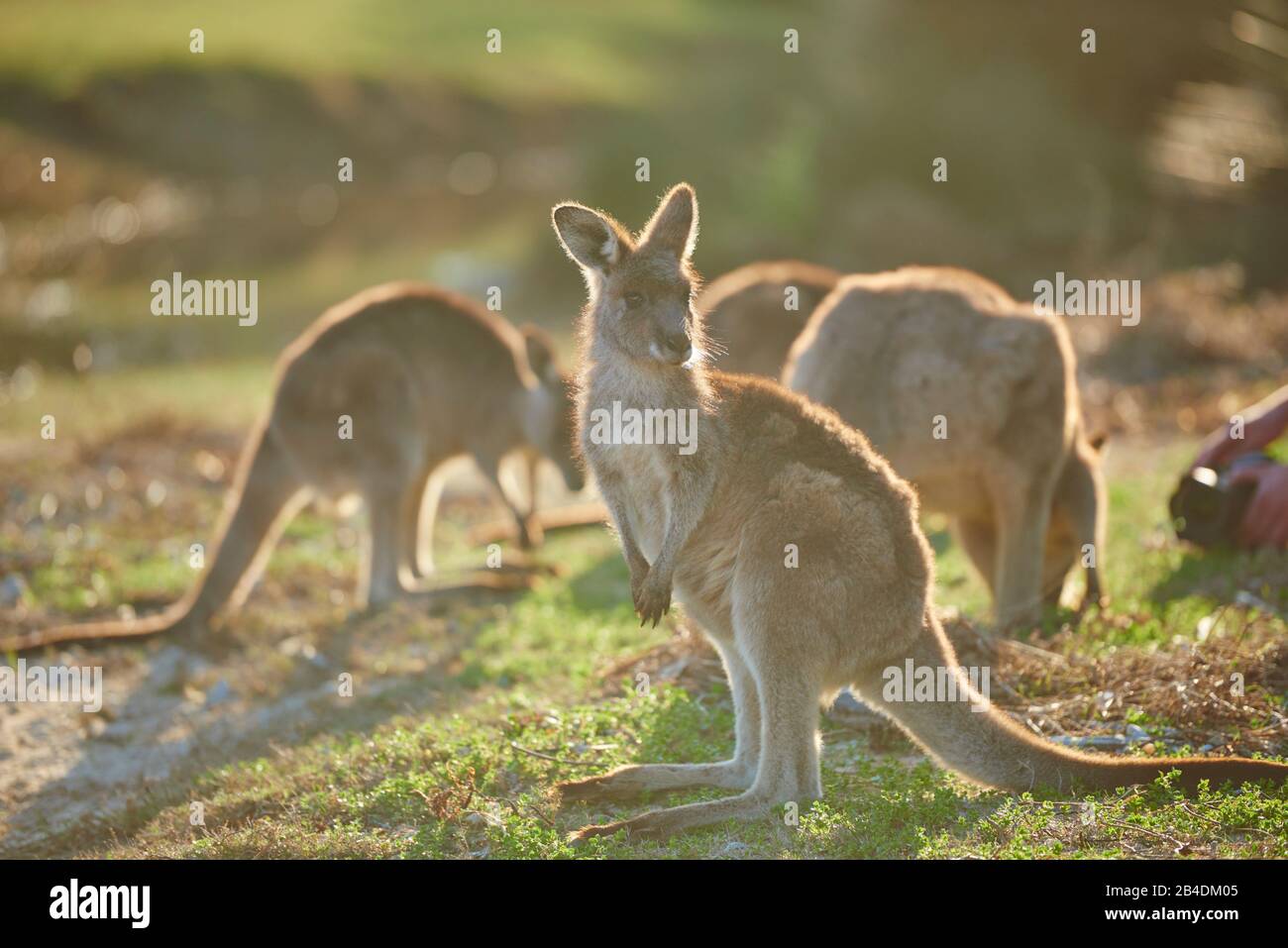 Eastern Gray Kangaroo (Macropus giganteus), meadow, sideways, standing Stock Photo