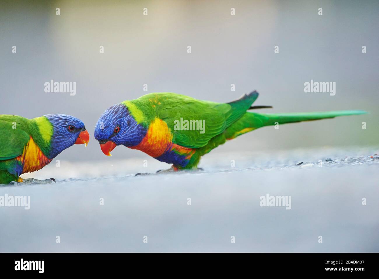All-color lory or Wedge-tailed Lorikeet (Trichoglossus haematodus) in a ...