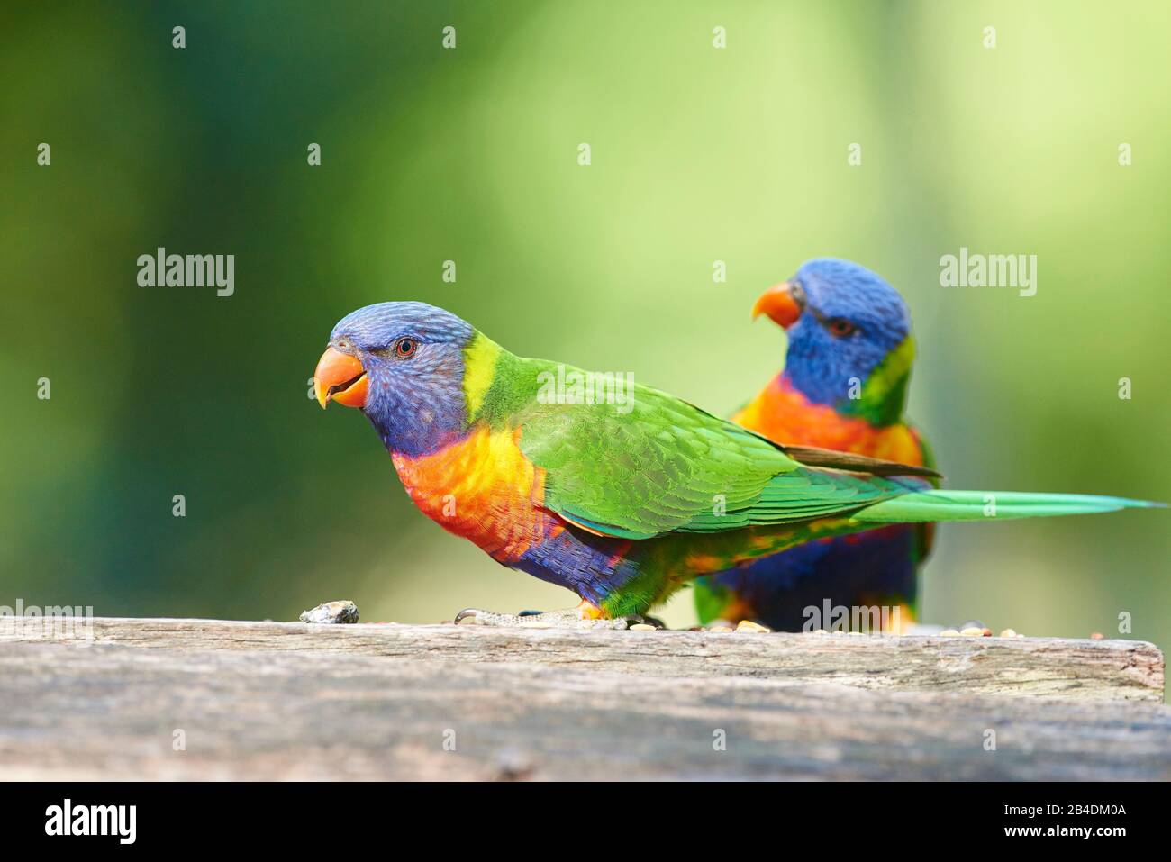 All-color lory or Wedge-tailed Lorikeet (Trichoglossus haematodus) in a forest at pebbly beach, murramarang national park, sit, victoria, australia Stock Photo