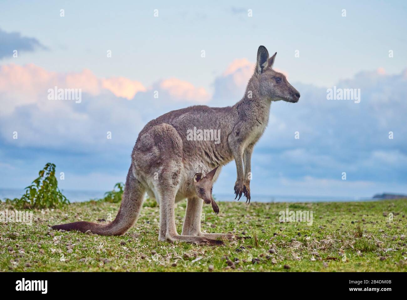 Eastern grey giant kangaroo (Macropus giganteus), mother with young in bag, meadow, lateral, standing, Australia, Oceania Stock Photo