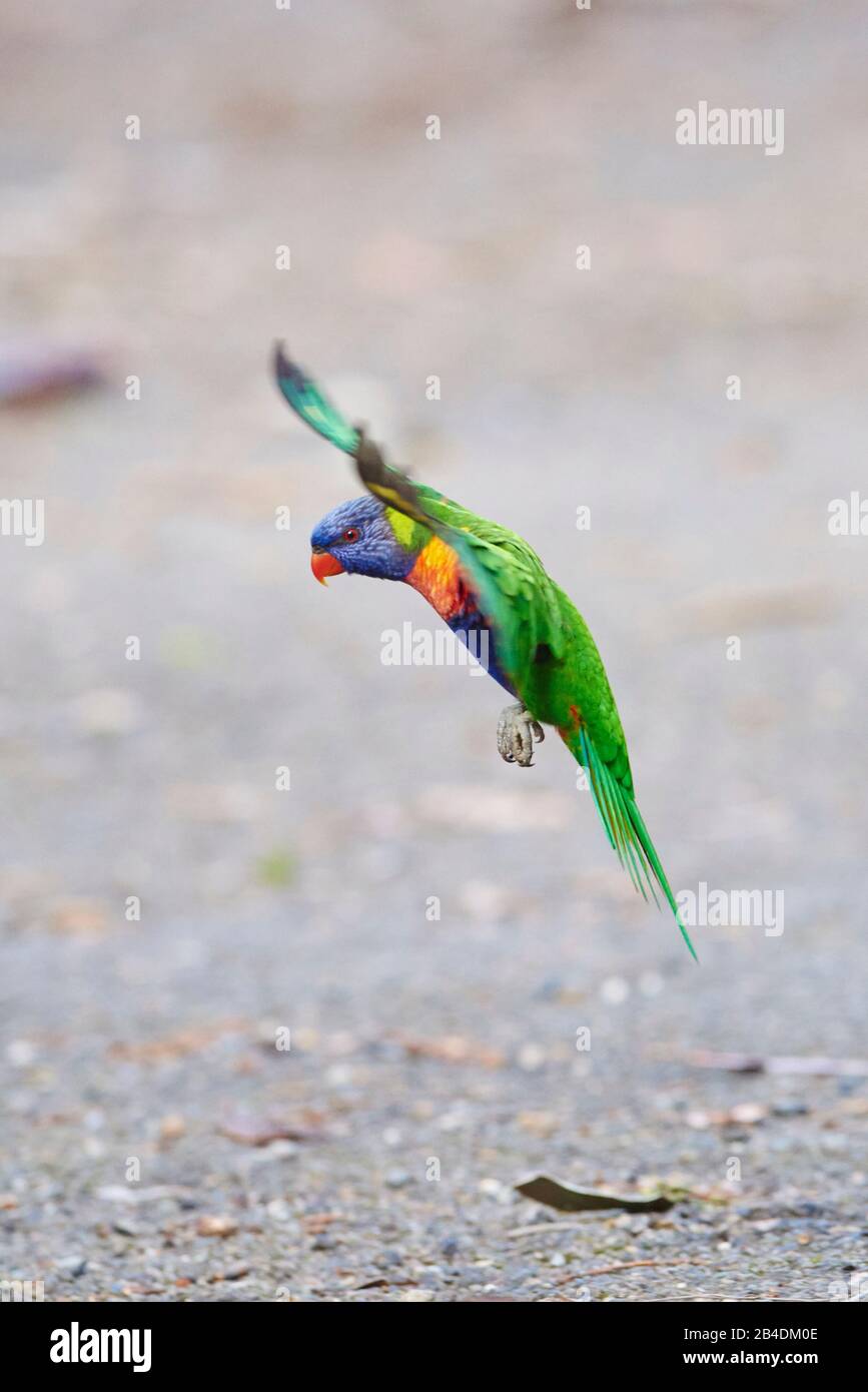 All-color lory or Wedge-tailed Lorikeet (Trichoglossus haematodus) in a forest at pebbly beach, murramarang national park, flying, Victoria, Australia Stock Photo