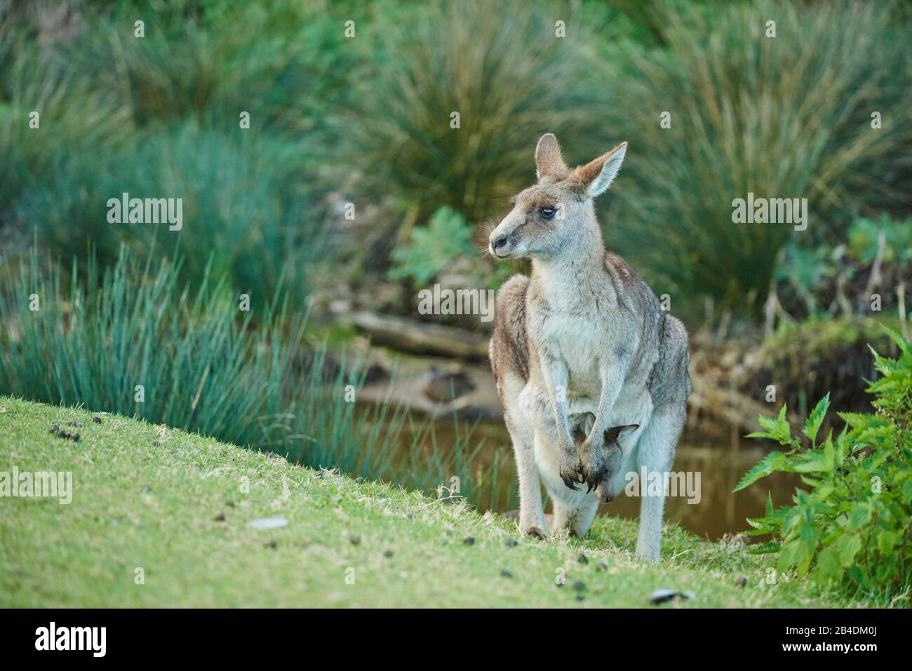 Eastern grey giant kangaroo (Macropus giganteus), mother with young in bag, meadow, frontal, standing, Australia, Oceania Stock Photo