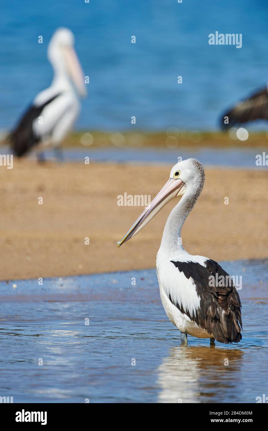 African Pelican (Pelecanus conspicillatus), water, standing, close-up, New South Wales, Australia Stock Photo
