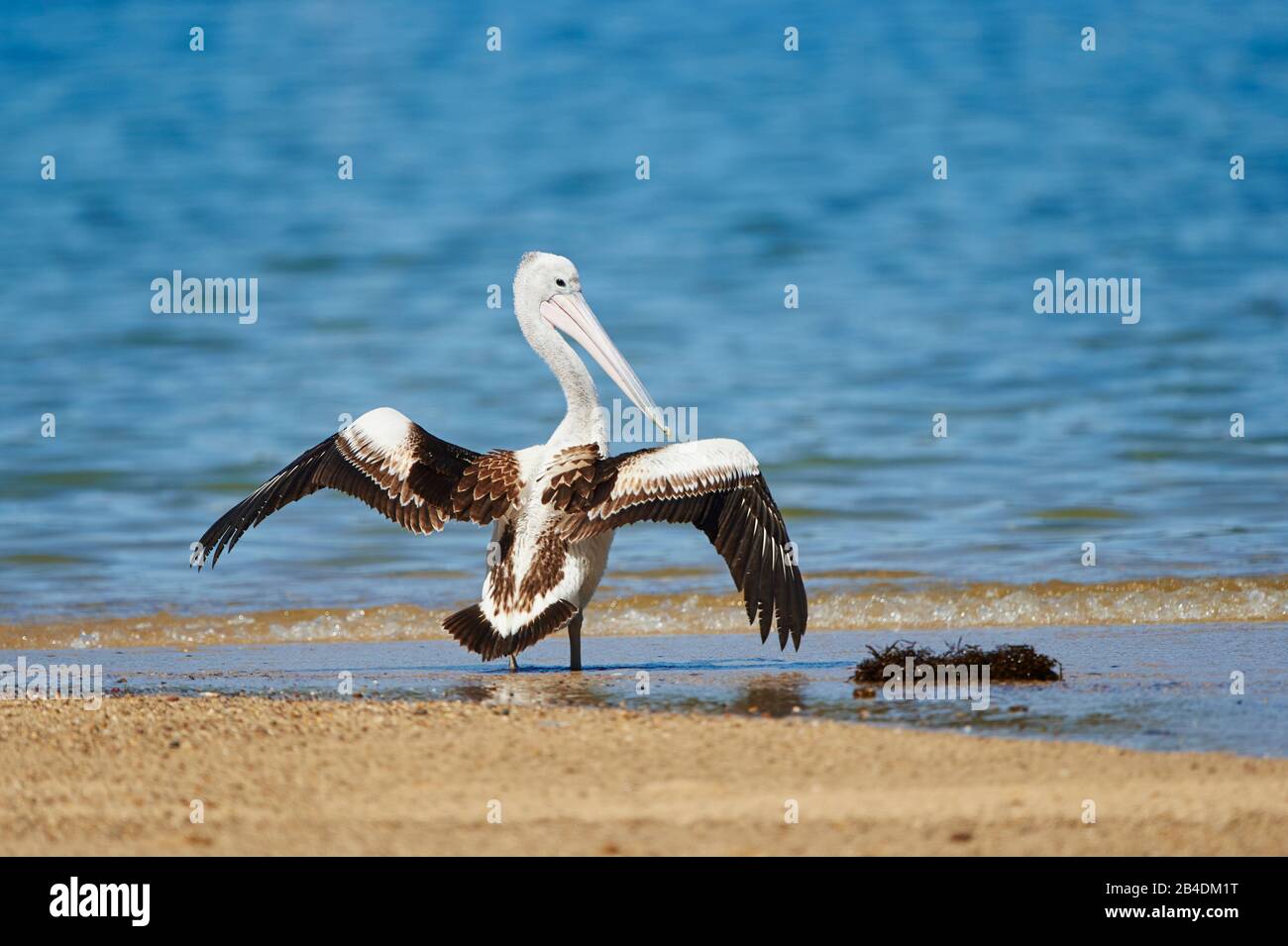 African Pelican (Pelecanus conspicillatus), water, standing, close-up, New South Wales, Australia Stock Photo