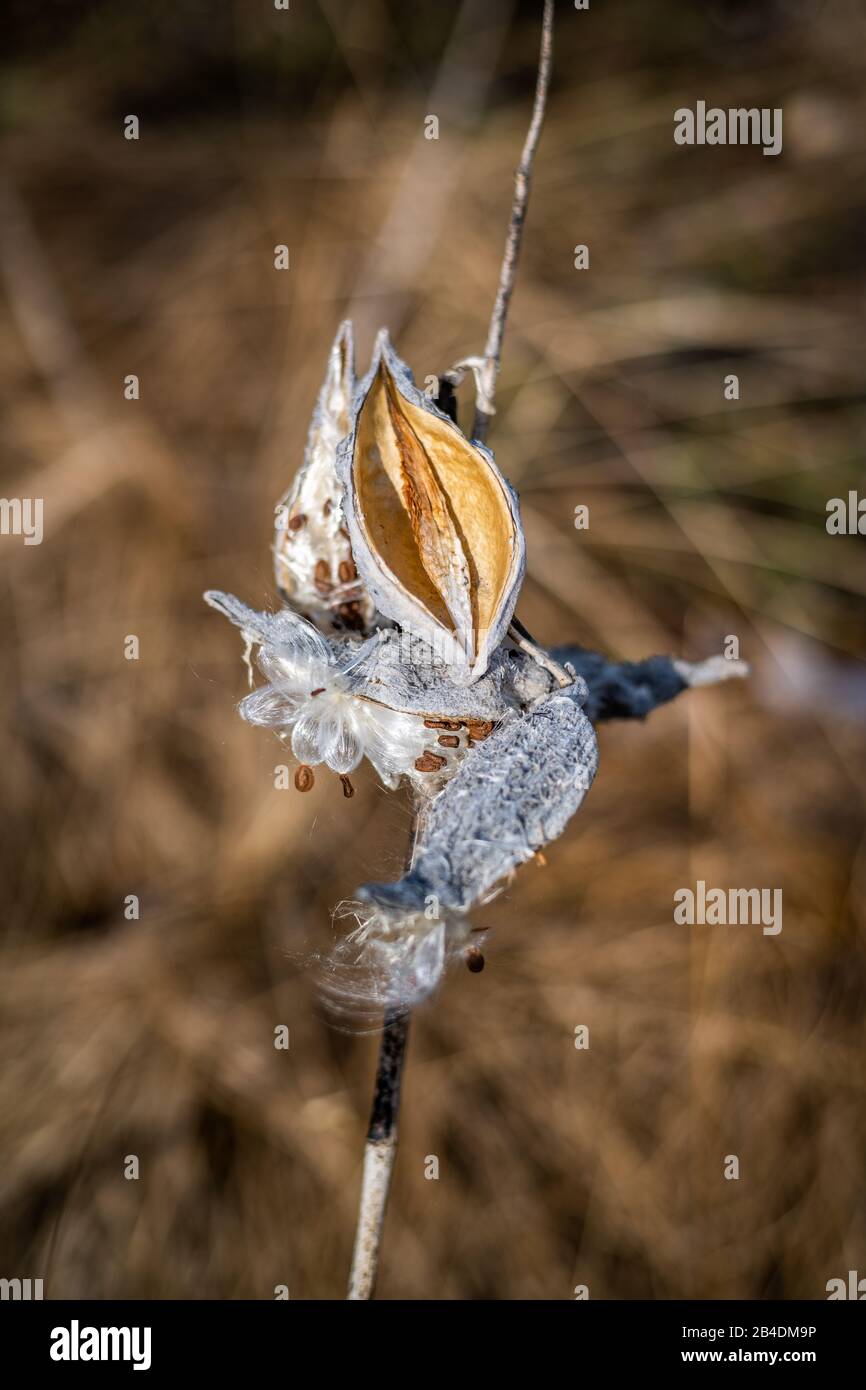 Plant details Stock Photo