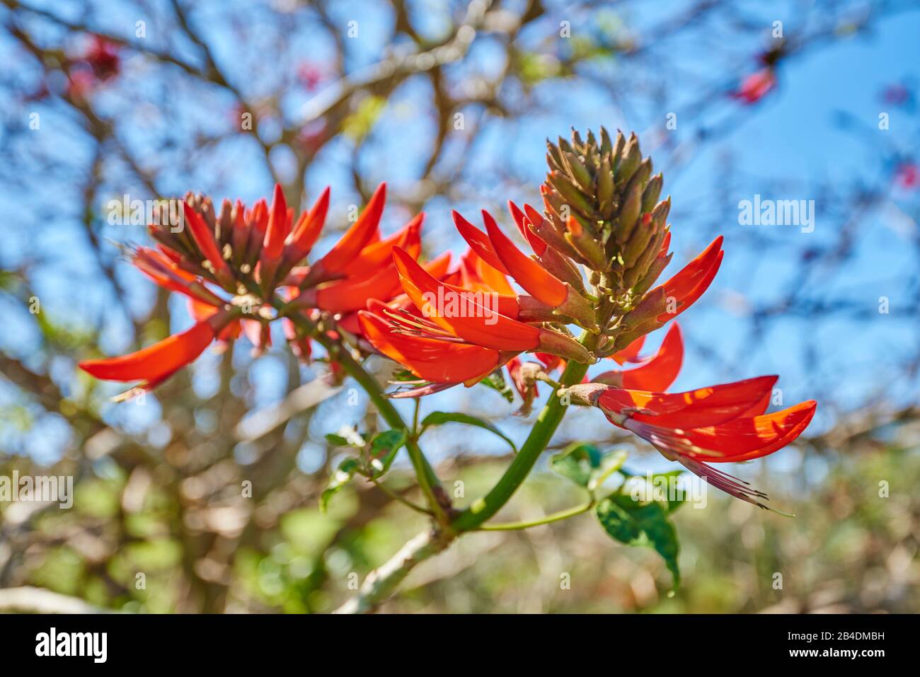 Coral tree (Erythrina Ã—sykesii), flowering, New South Wales, Australia, Oceania Stock Photo