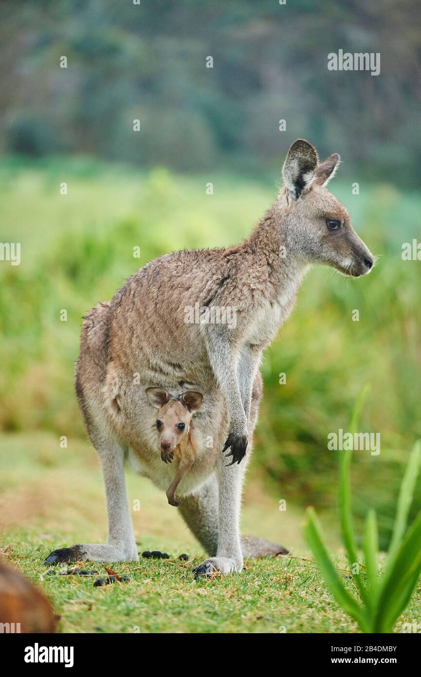 Eastern Gray Kangaroo (Macropus giganteus), mother animal with cub in bag, meadow, frontal, standing, Australia, Oceania Stock Photo