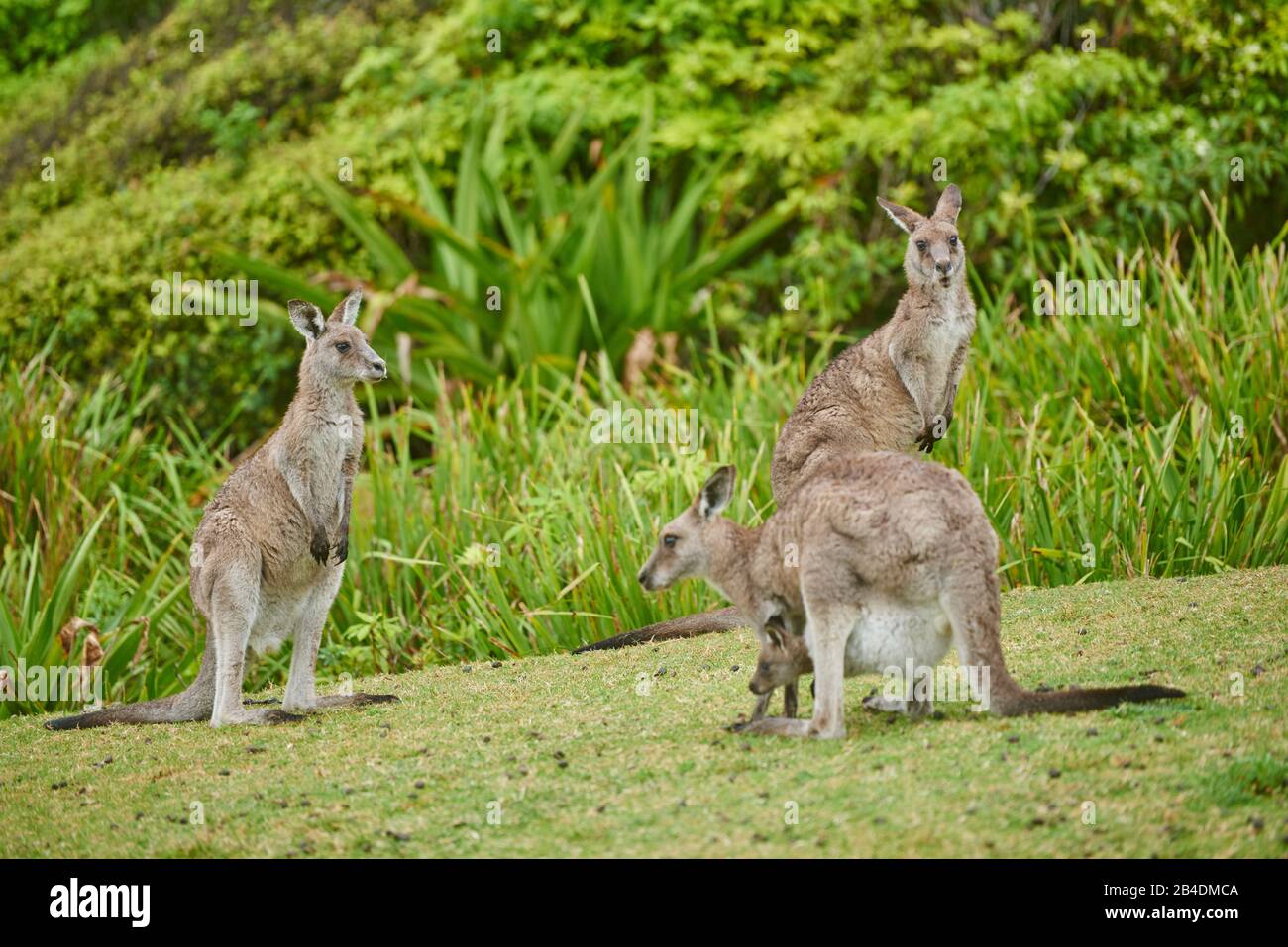 Eastern Gray Kangaroo (Macropus giganteus), mother animal with cub in bag, pack, meadow, sideways, standing, Australia, Oceania Stock Photo