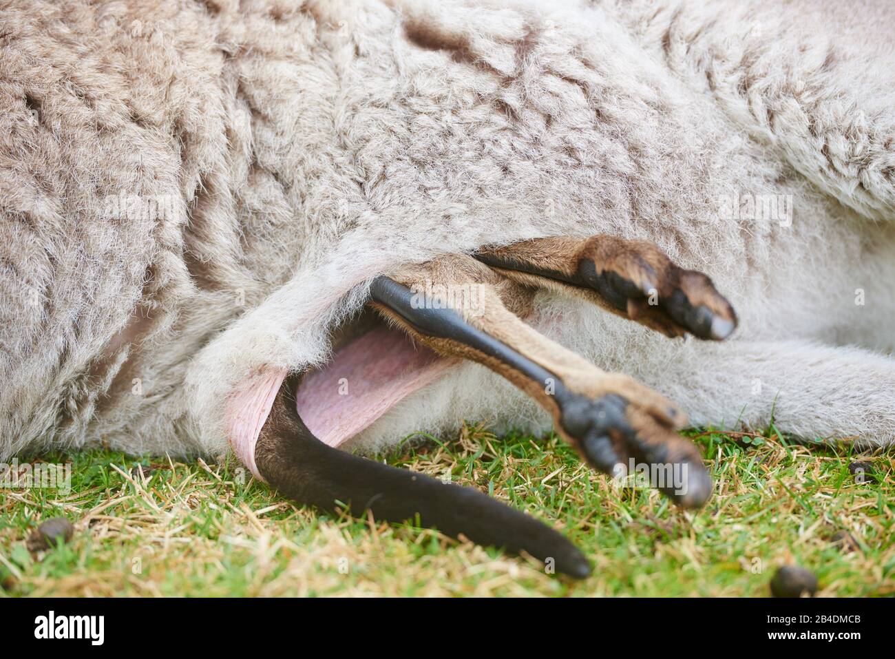 Eastern Gray Kangaroo (Macropus giganteus), detail from a young animal's feet in the bag, meadow, sideways, Australia, Oceania Stock Photo