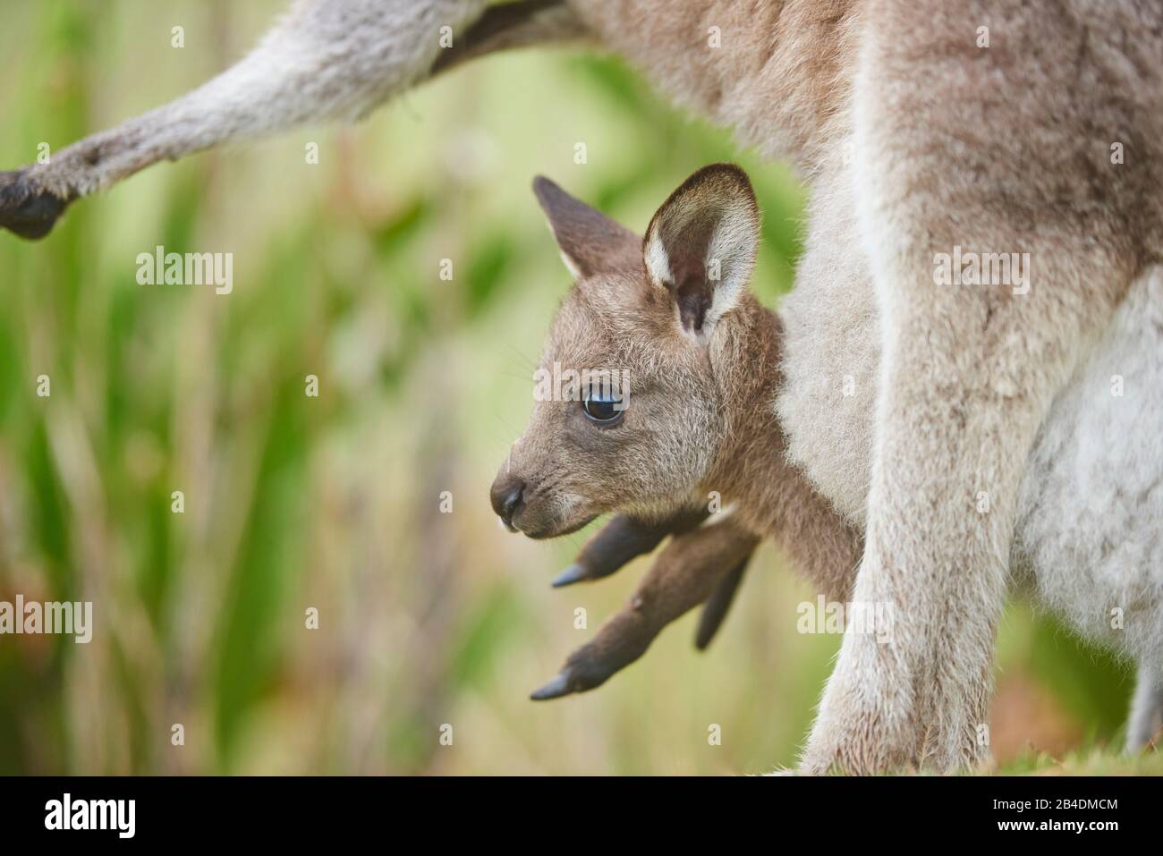 Eastern Gray Kangaroo (Macropus giganteus), mother animal with cub in the bag, meadow, sideways, standing, Australia, Oceania Stock Photo