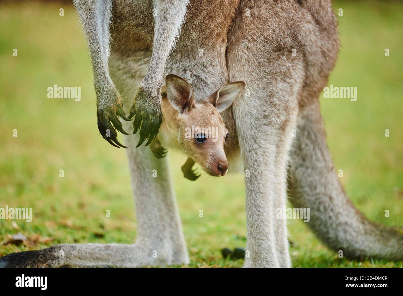 Eastern Gray Kangaroo (Macropus giganteus), mother animal with cub in bag, meadow, frontal, standing, Australia, Oceania Stock Photo