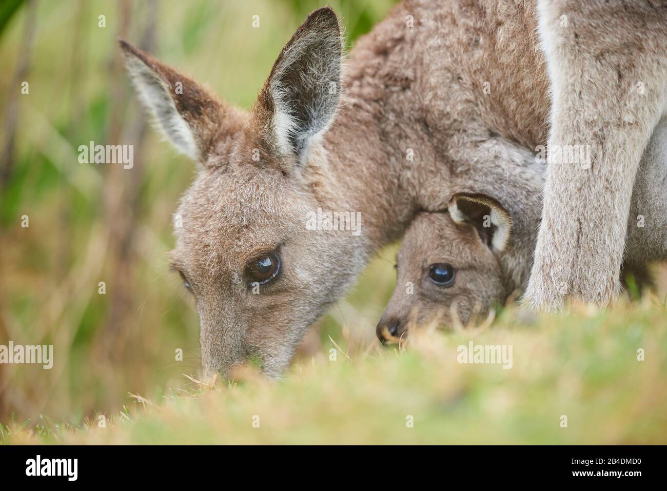 Eastern Gray Kangaroo (Macropus giganteus), mother animal with cub in the bag, meadow, sideways, standing, Australia, Oceania Stock Photo