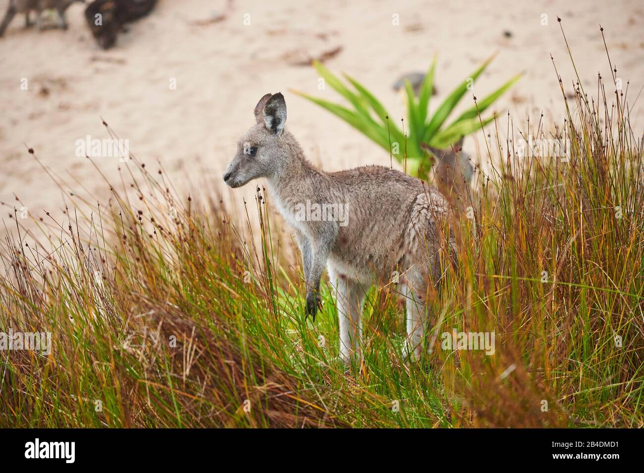 Eastern Gray Kangaroo (Macropus giganteus), meadow, sideways, standing Stock Photo