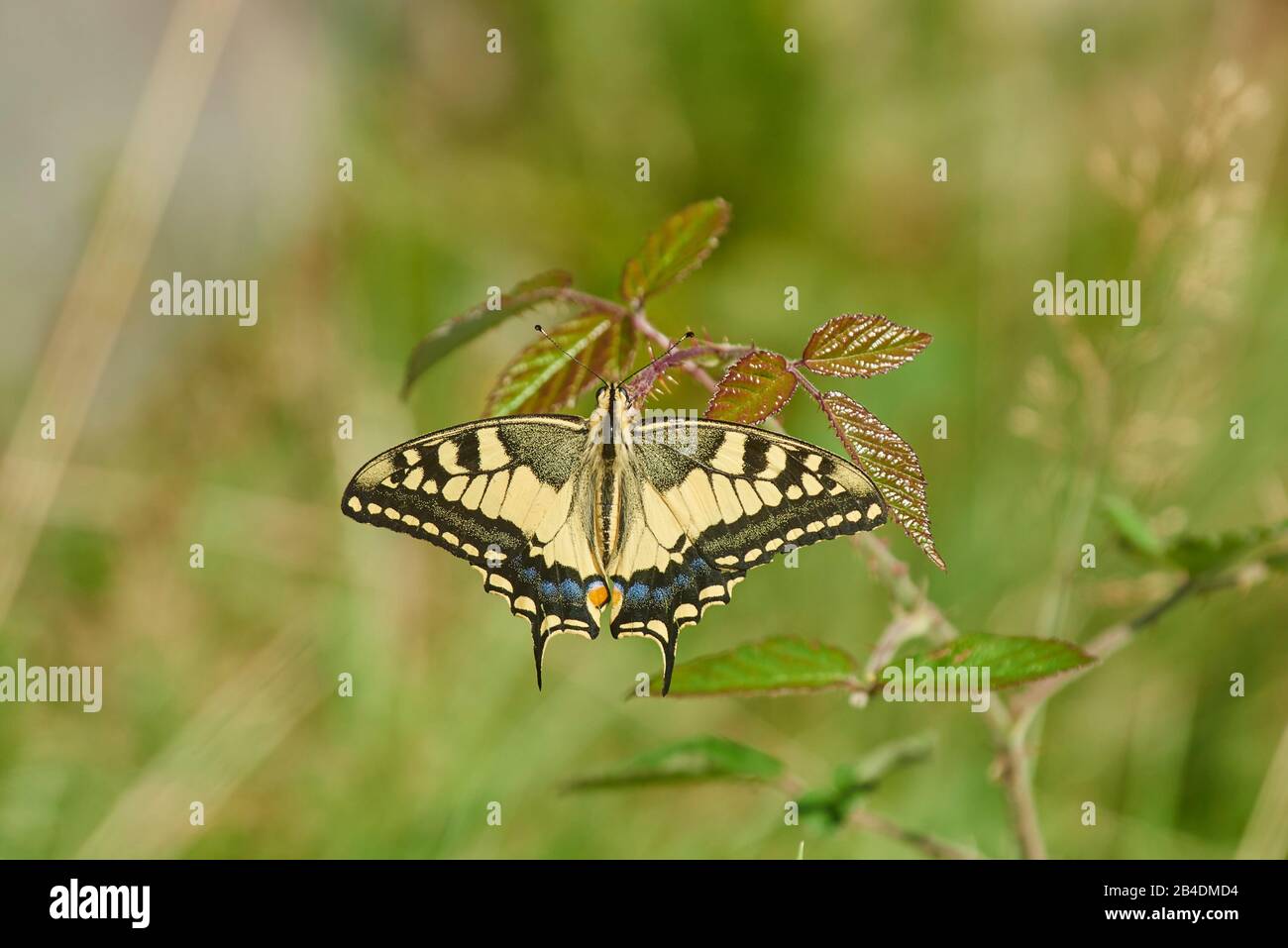 Swallowtail, Papilio machaon, blackberry leaf, bird's-eye view, at the jaizkibel, Basque Country, Spain Stock Photo