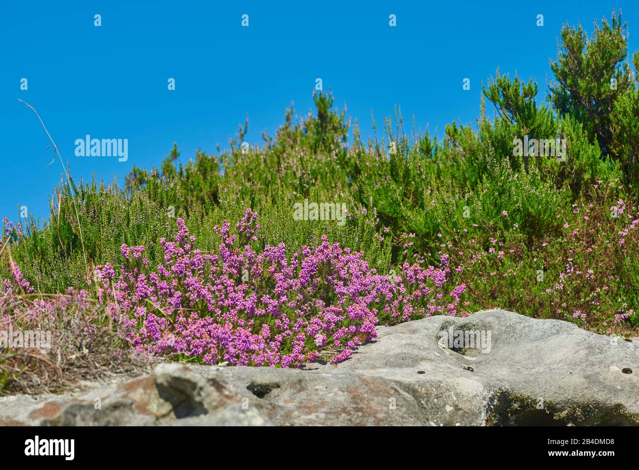 Ährenheide, Siebenbürger Heide, Erica spiculifolia, blühen am Jakobsweg auf dem berg Jaizkibel, Baskenland, Spanien Stock Photo