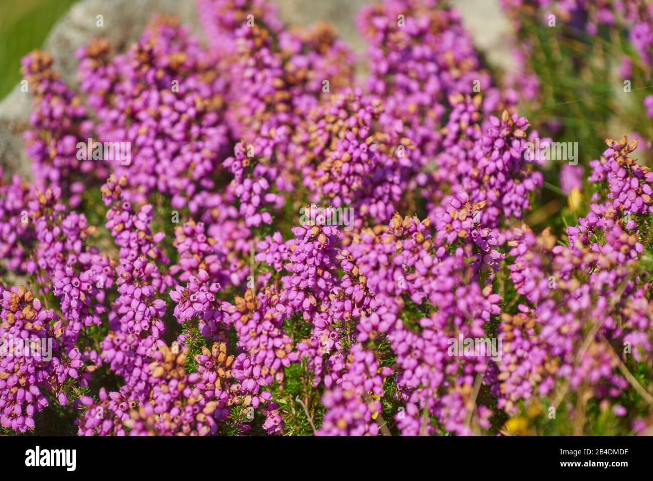 Ährenheide, Transylvanian heather, Erica spiculifolia, blooming on the Way of St. james on the mountain jaizkibel, Basque Country, Spain Stock Photo