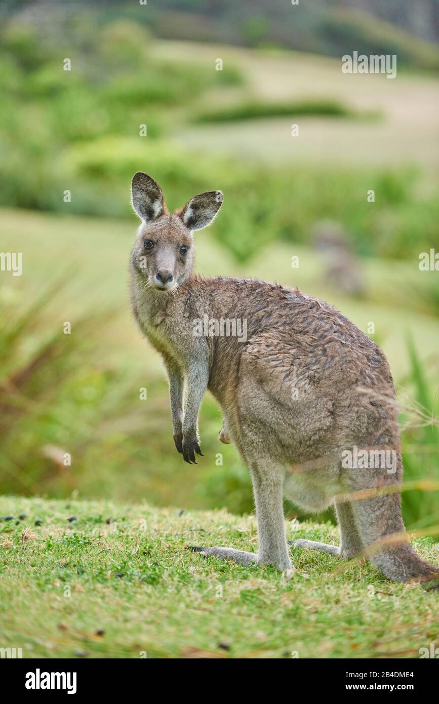 Eastern Gray Kangaroo (Macropus giganteus), meadow, lateral, standing, looking into the camera Stock Photo