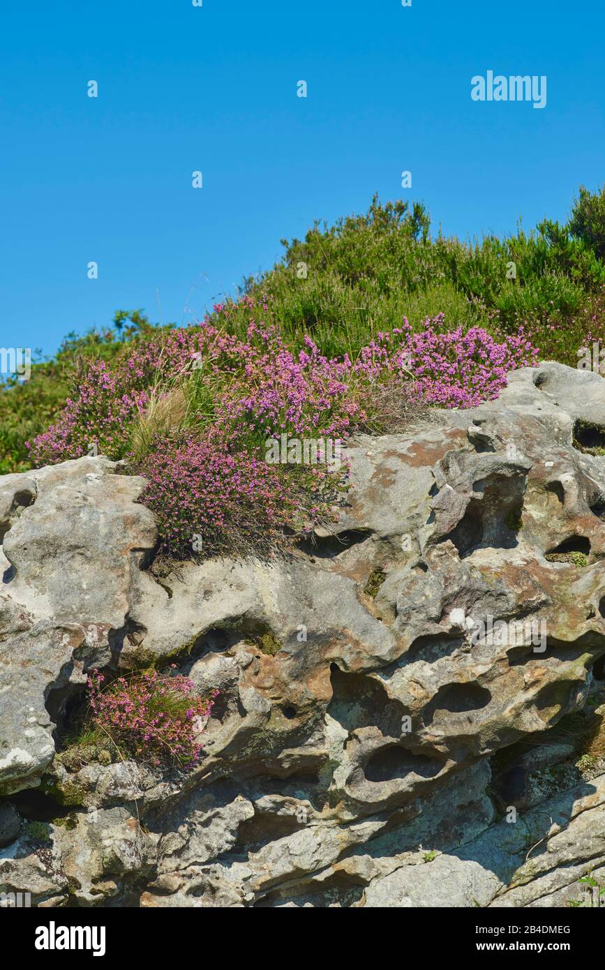 Ährenheide, Siebenbürger Heide, Erica spiculifolia, blühen am Jakobsweg auf dem berg Jaizkibel, Baskenland, Spanien Stock Photo