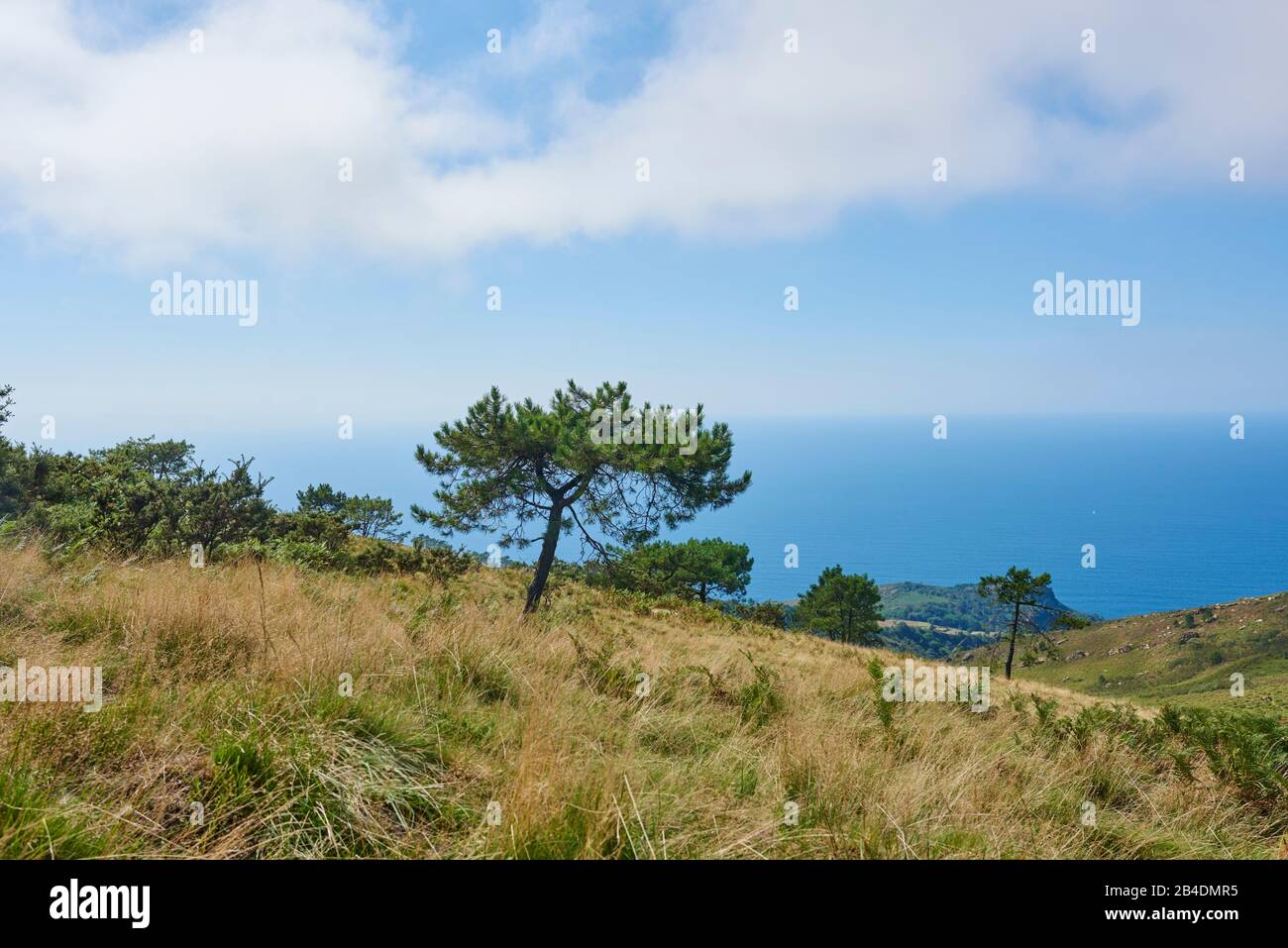 Landscape, Black Pine, Pinus nigra, on a slope on Mount Jizkibel on the Way of Saint james, Basque Country, Spain Stock Photo