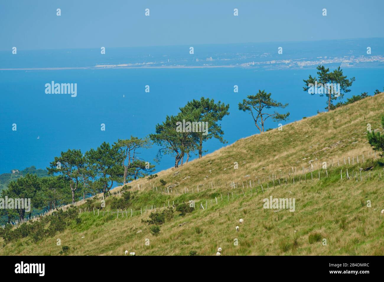 Landscape, black pines, Pinus nigra, on a slope on Mount Jizkibel on the Way of Saint james, Basque Country, Spain Stock Photo