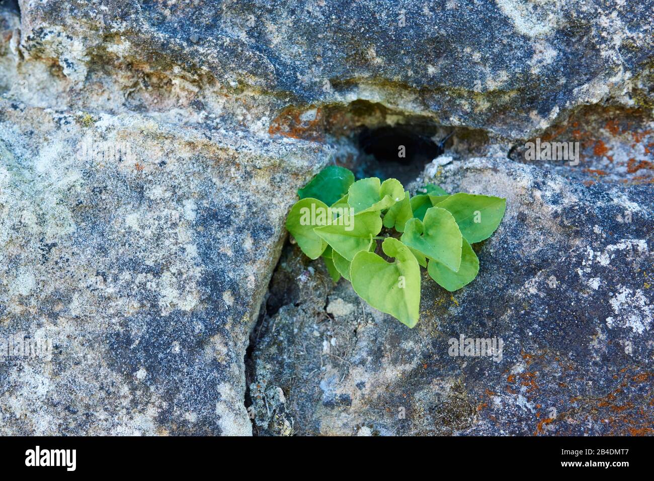 Hainveilchen, Viola riviniana, wachsen, Steinwand, Baskenland, Spanien Stock Photo