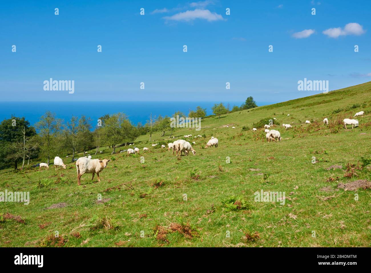 Hausschafe, Ovis orientalis aries, Schafherde, stehen, grasen, Baskenland, Spanien Stock Photo