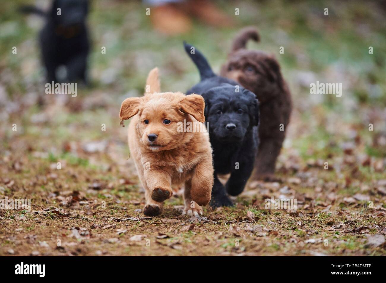 Labradoodle, puppy, meadow, frontal, run, look camera Stock Photo Alamy