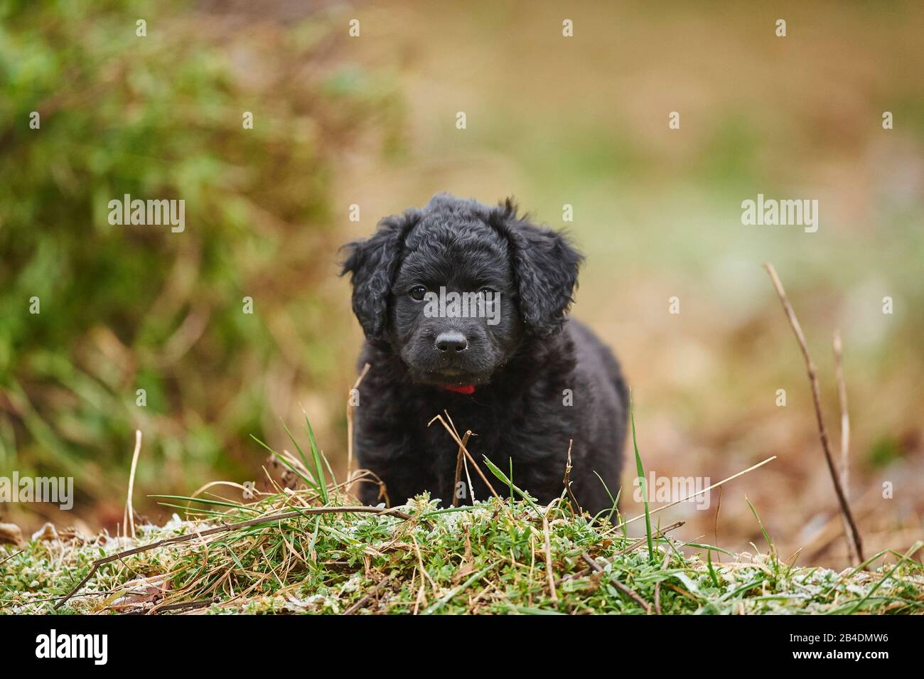 Labradoodle, puppy, meadow, frontal, standing, looking at camera Stock Photo