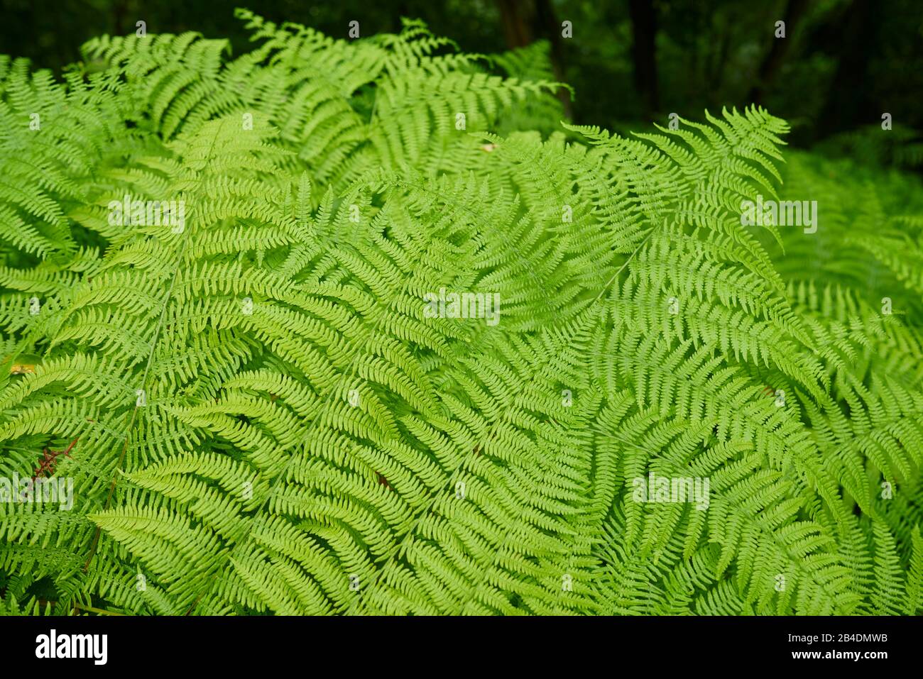Real worm fern, Dryopteris filix-mas, leaf, Basque Country, Spain Stock Photo
