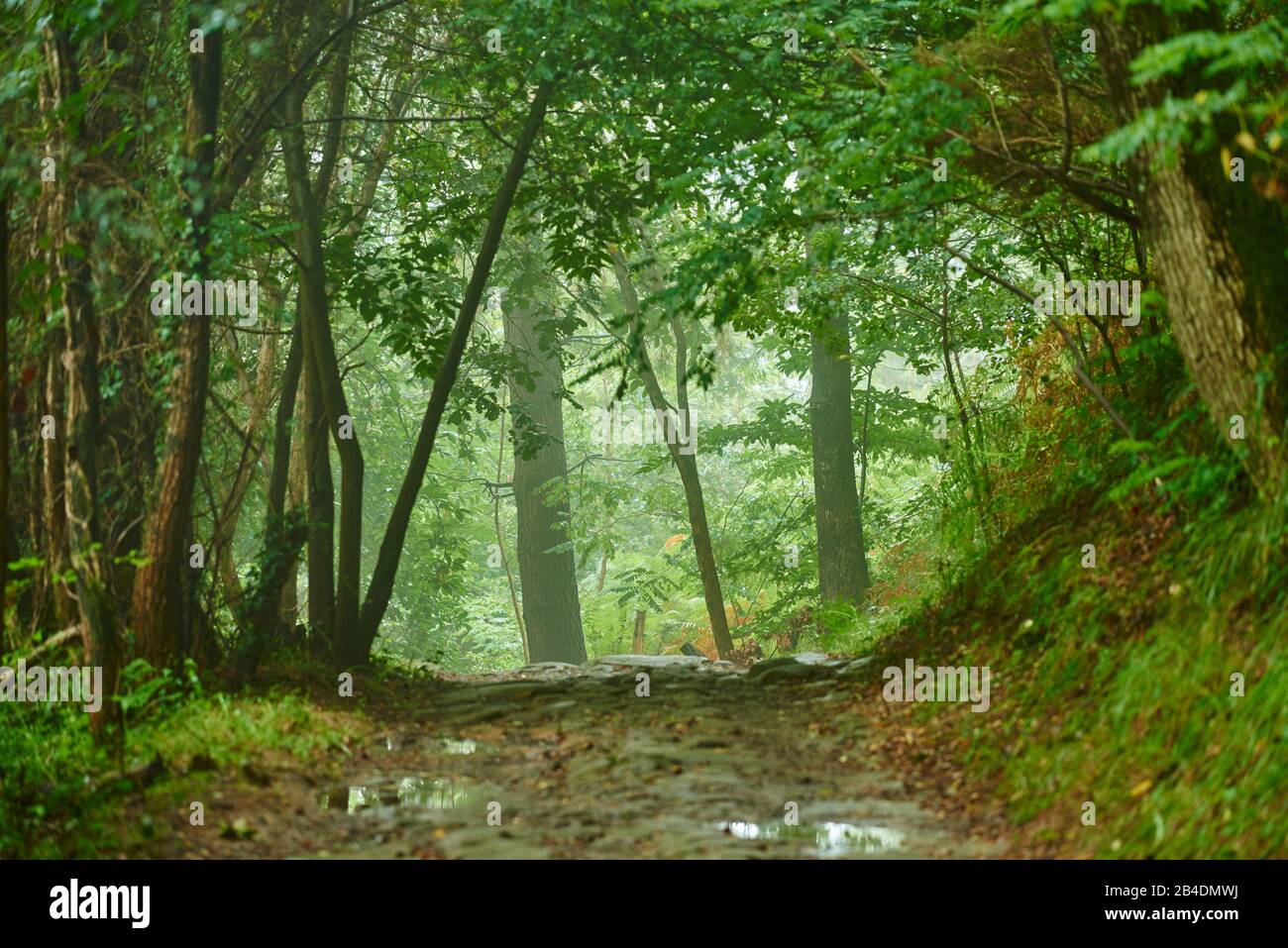 Landschaft, Wanderweg, Jakobsweg, durch den Wald zwischen Donostia San Sebastian und Orio, Baskenland, Spanien Stock Photo