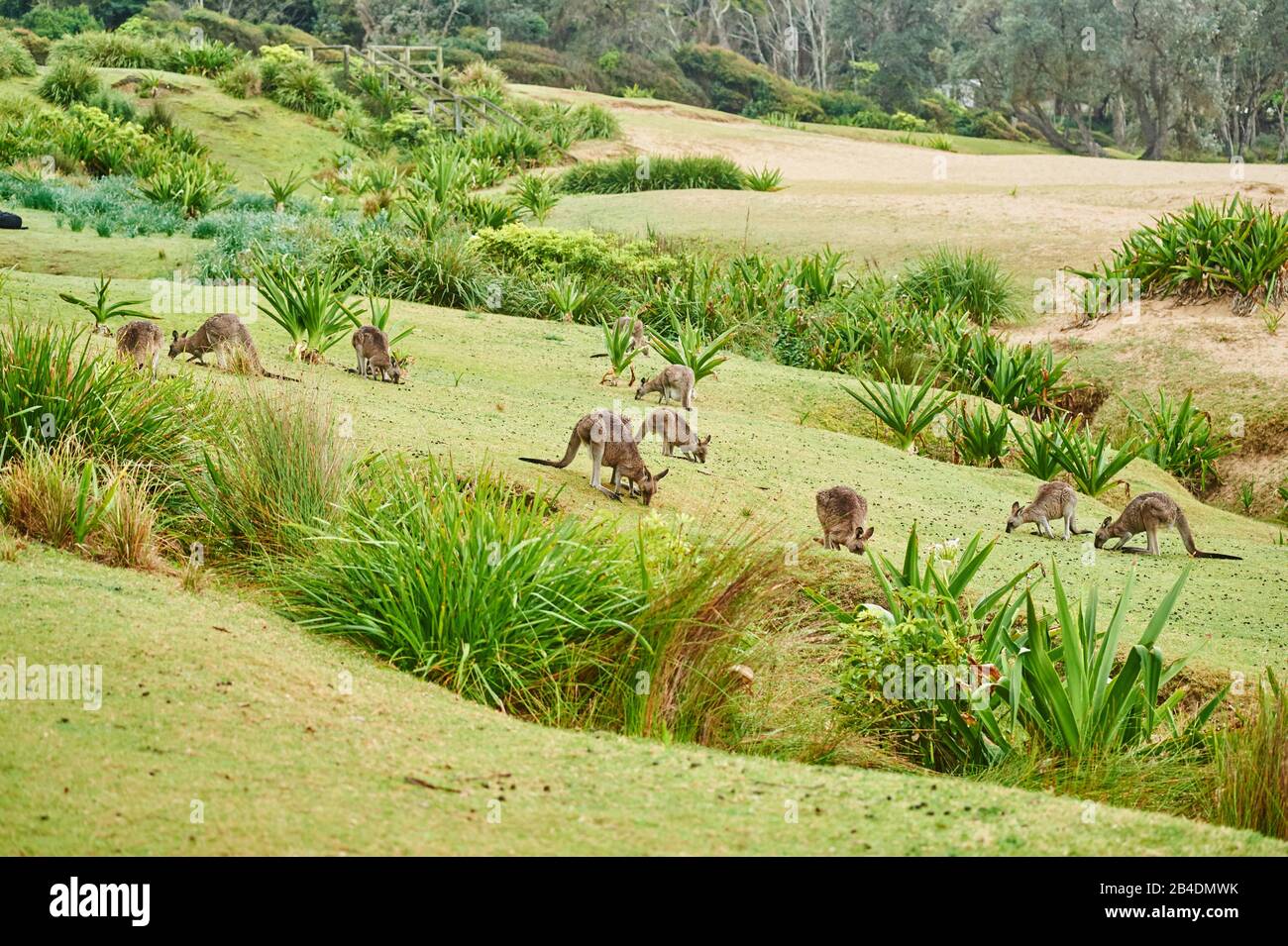 Eastern gray giant kangaroo (Macropus giganteus), Küngururudel, meadow, sideways, standing Stock Photo
