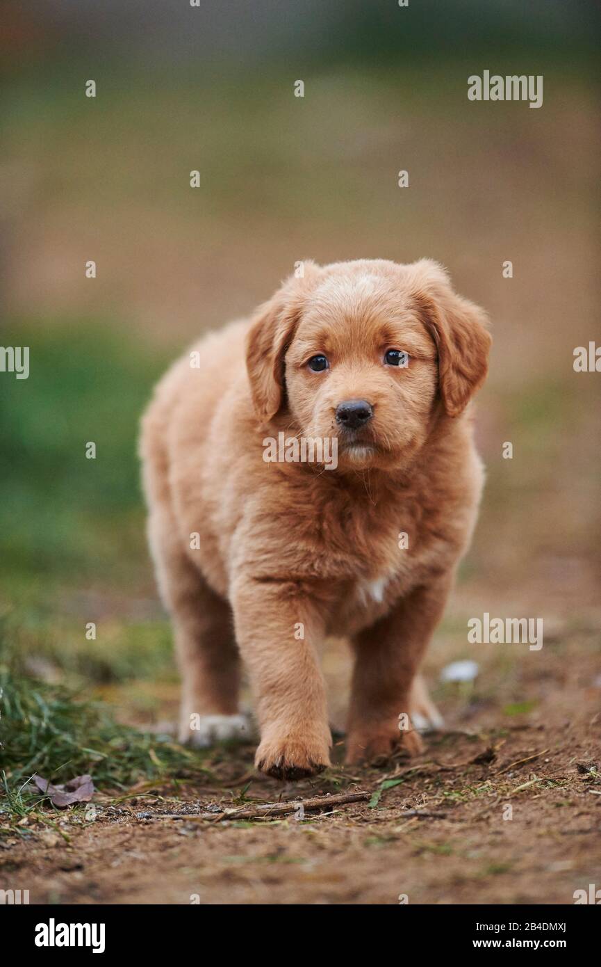 Labradoodle, puppy, meadow, frontal, walk, view camera Stock Photo