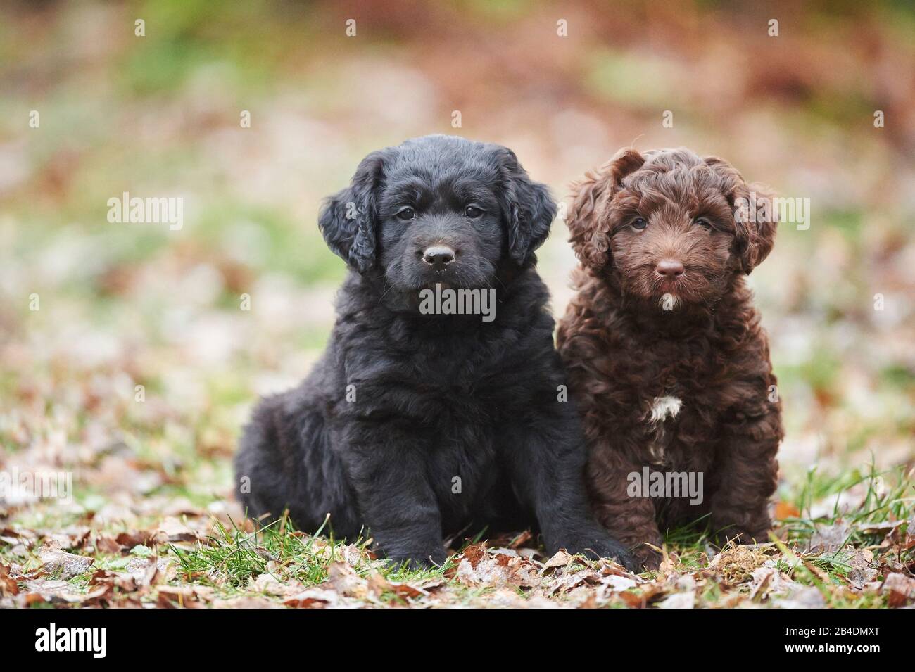 Labradoodle, puppies, meadow, frontal, sitting, view camera Stock Photo