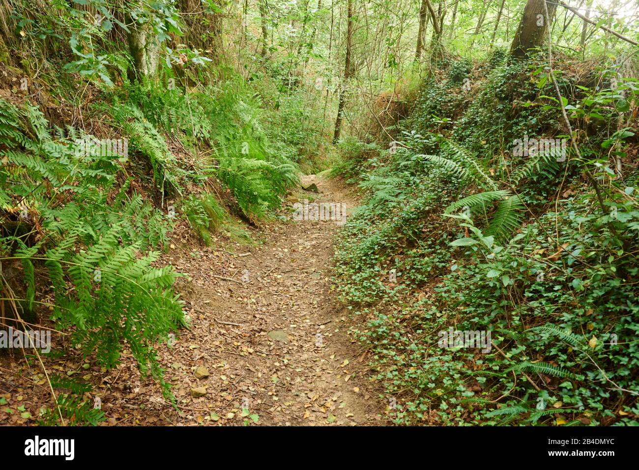 Landscape, footpath, Way of St. james, through the forest between Hondarribia and Lezo, Basque Country, Spain Stock Photo