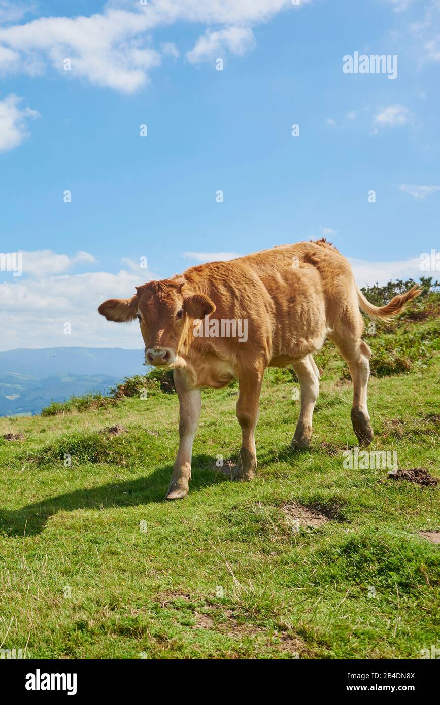 Hausrind, Kalb (Bos primigenius) stehen auf einer Almwiese am Jizkibel Berg am Jakobsweg, Baskenland Stock Photo