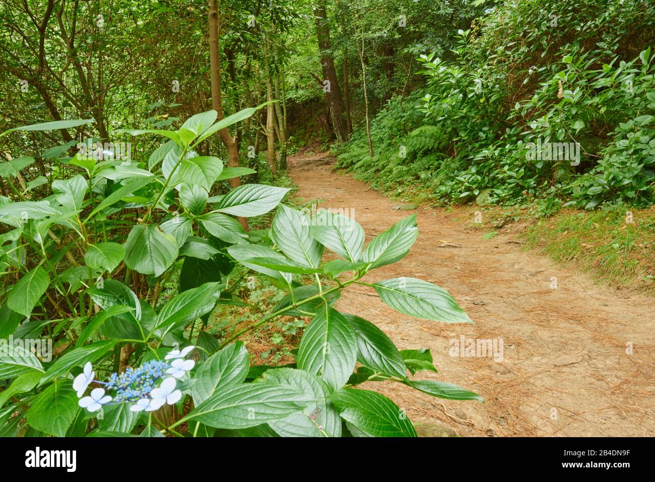 Hortensie Hydrangea Macrophylla Bauernhortensie High Resolution Stock ...